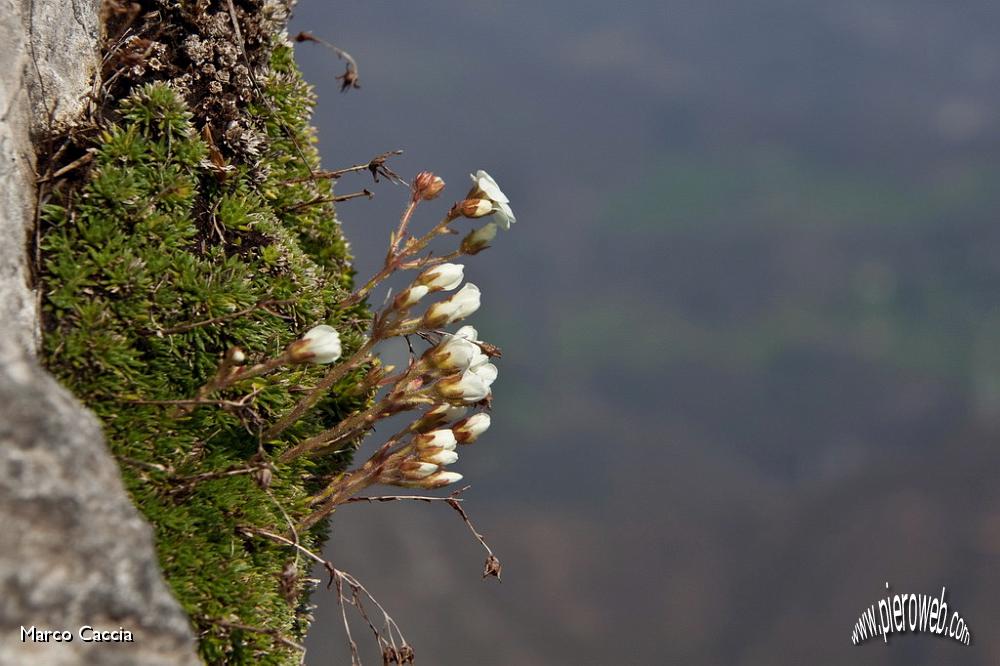 17_saxifraga vandelii.jpg